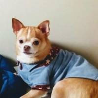 チワワJINさん 大腸がん