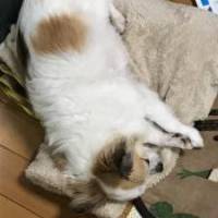 ソラ子さん 卵巣がん