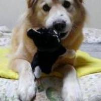 サトウさん 卵巣がん