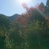 Mamikaさん 子宮頚がん