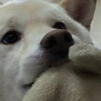 のびたくんさん 子宮頚がん
