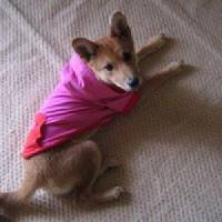 るみこさん 卵巣がん