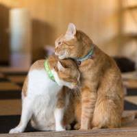 猫又さん 子宮頚がん