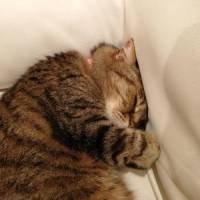 リヴさん 胃がん