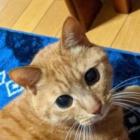 りぶらさん 膵（すい）臓がん