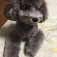トーコさん 大腸がん