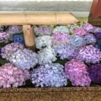 ちゃぼさん 卵巣がん