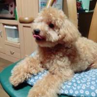 るーさん 大腸がん