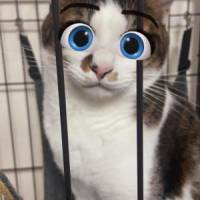谷さん 大腸がん
