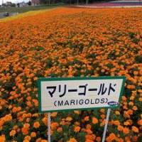 マリーゴールドさん 卵巣がん