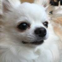 Shanパパさん 大腸がん