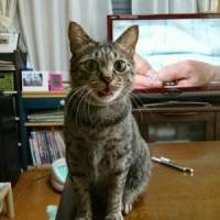 meuさん 大腸がん