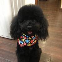 めぐさん 大腸がん