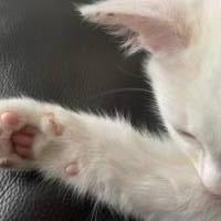 もこさんさん 卵巣がん