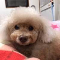 ウミウシさん 急性骨髄性白血病