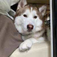 晴天の霹靂さん 膵（すい）臓がん