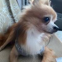 Lucy403さん 腎臓がん