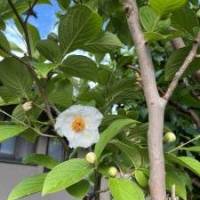 ジャベリンさん 膵（すい）臓がん
