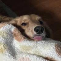 ひーくんさん 悪性リンパ腫