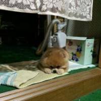 きたろーさん 胆管がん
