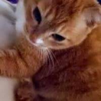 さあやさん 子宮頚がん