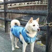 Harry the dogさん 食道がん