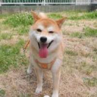 とらきちさん 大腸がん