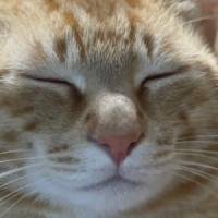 makenai37さん 膀胱がん