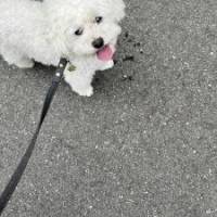ヒロボさん 膀胱がん
