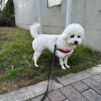 柏木まゆみさん 膵（すい）臓がん