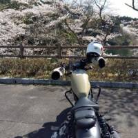 あんこんさん 子宮頚がん