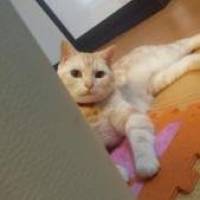 とみももさん 悪性リンパ腫