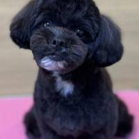 tenhowさん 大腸がん