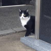 ぽてちっちさん 大腸がん