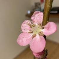 Nwさん 大腸がん