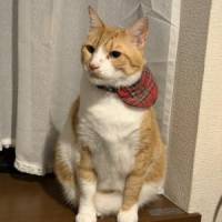 ちかみちさん 卵巣がん