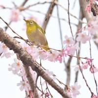 小島 秀泰さん その他