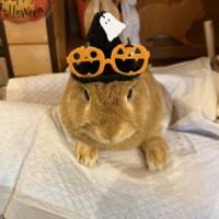 つなさん 急性骨髄性白血病