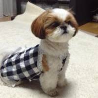 Graceさん 子宮頚がん