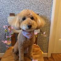 のりりんさん 大腸がん