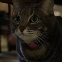こももさん 大腸がん