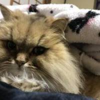 みよさん 子宮頚がん