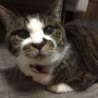 chobiさん 大腸がん