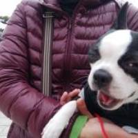 ぽんさん 悪性リンパ腫