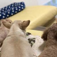 いくさん 乳がん