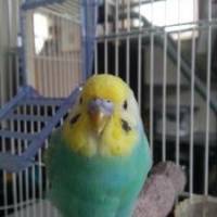 qoopeeさん 卵巣がん