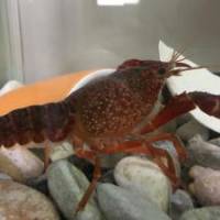 ザリガニさん 大腸がん