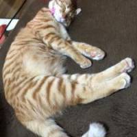 ammyさん 大腸がん