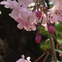 あくあさん 大腸がん