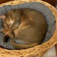 琥珀のパパさん 胃がん